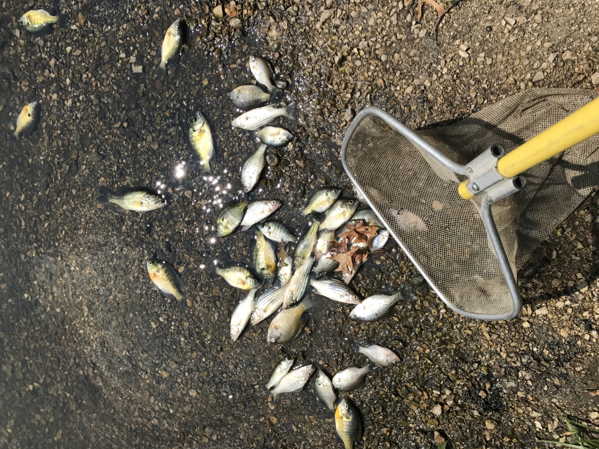 Fish kills Should you be worried? Blog